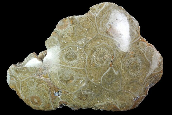 Polished Fossil Coral (Actinocyathus) - Morocco #100669